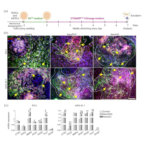 figure Nanopatterned bioresorbable elastomeric scaffolds to promote neural, glial, and endothelial differentiation using human embryonic and induced pluripotent stem cells