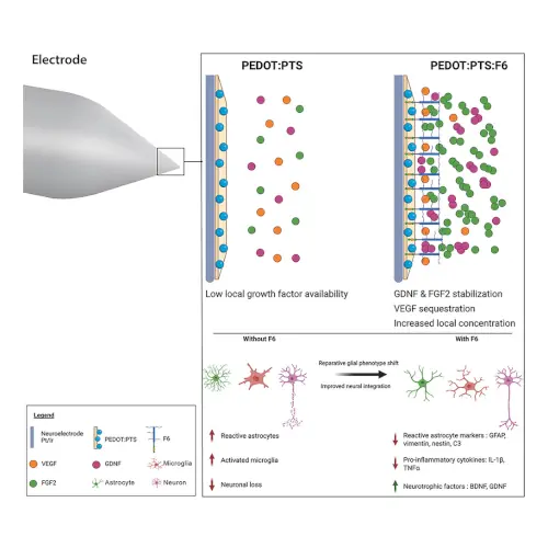 figure Mixed ionic-electronic conducting eutectic soft materials for bioelectronics